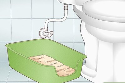 How to Train Your Cat to Use the Toilet (And, Should You?)