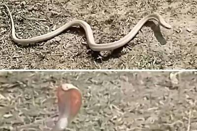 Rare White Cobra Spotted in UP: Potential Sign of Ecosystem Change; Here's What Researchers Say