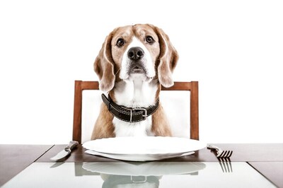 Dog's Dinner: Swedish Restaurant adds Canine Menu
