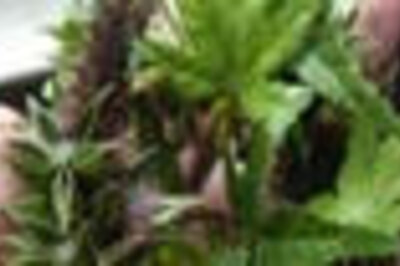 Wanna use marijuana? Just cook 'n' have it