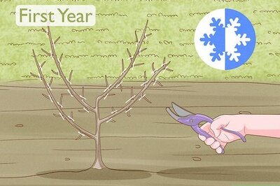 How to Prune Gooseberry