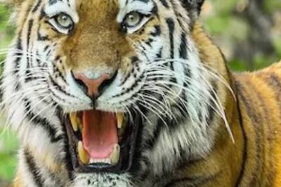 World Wildlife Day 2022: Top 5 Tourist Places to Enjoy Nature and Wildlife in India