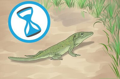 How to Tame a Green Anole