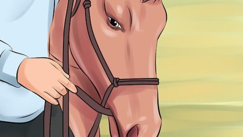 How to Desensitize a Horse