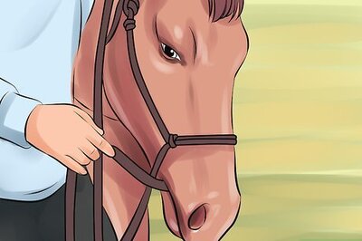 How to Desensitize a Horse