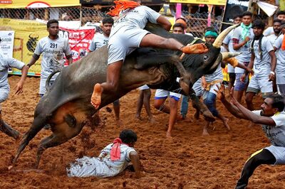 Jallikattu Row: TN Govt Defends 'Cultural Value' of Bull-Taming Sport, SC Raises Questions Over 'Compassion  & Cruelty'