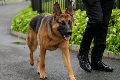 2 Trekkers Die in Himachal After Falling, Pet Dog Guards Bodies For 48 Hrs in Chilling Cold