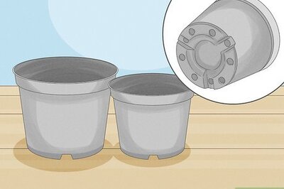 How to Grow Saguaro Cactus