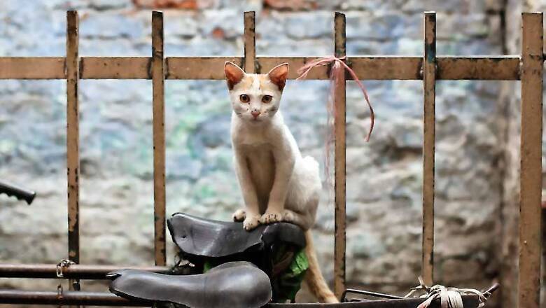 Maharashtra Man Kills Neighbour's Persian Cat by Throwing It Off 14th Floor for 'Irritating' Him, Booked