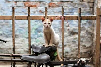 Maharashtra Man Kills Neighbour's Persian Cat by Throwing It Off 14th Floor for 'Irritating' Him, Booked