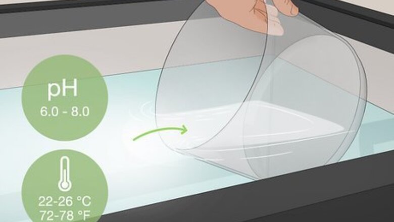 How to Clean an Aquatic Moss Ball