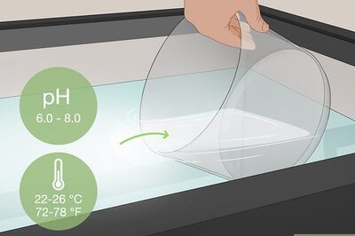 How to Clean an Aquatic Moss Ball