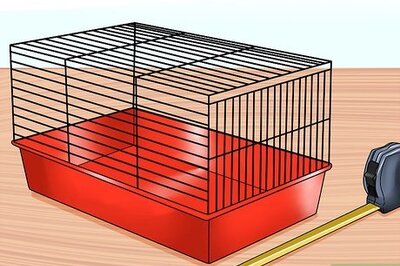 How to Care for Jersey Wooly Rabbits