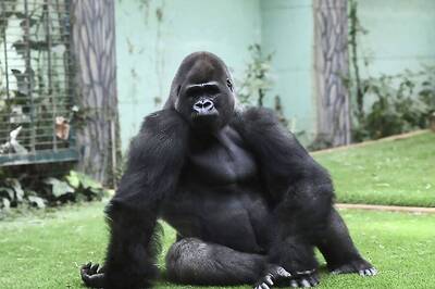 Koko, Gorilla Who Used Sign Language, Dies in California