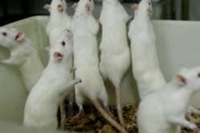 Rats! Hamelin needs a modern-day Pied Piper