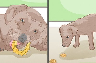 Puppy Teething Guide: 12 Tips to Help Your Puppy