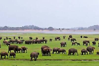 Sri Lanka To Offer Livestreams From Wildlife Parks