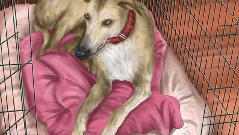 How to Care for a Greyhound