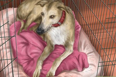 How to Care for a Greyhound