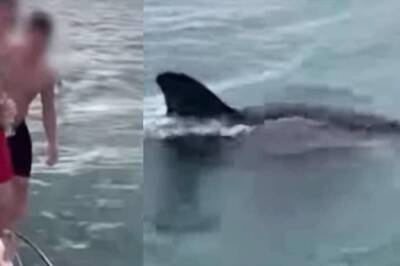 New Zealand Man Fined Rs 30,000 After Trying To ‘Body Slam’ A Killer Whale
