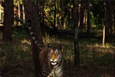 Tiger Found Dead in MP's Bandhavgarh Reserve, Second Big Cat Death in a Week