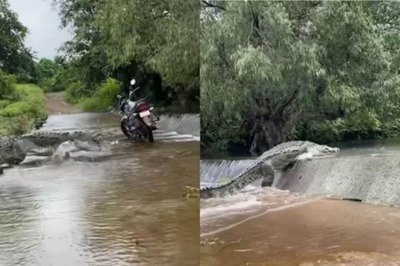 Spine-chilling Video Shows Crocodile Crossing Road And Disappearing In Water