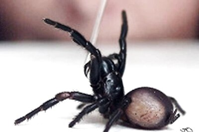 Man Burns Down Flat in California in Bid to Kill Giant Spider