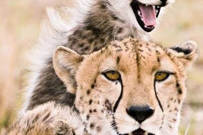 Science-Wise: Why India Must Not Ignore Other Extant Species in Its Wild Pursuit of African Cheetahs