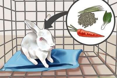 How to Choose Rabbit Food
