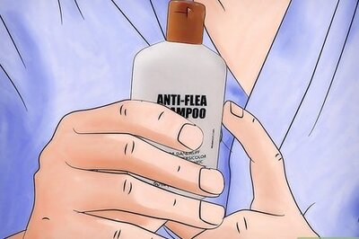 How to Get Rid of Fleas on Rats