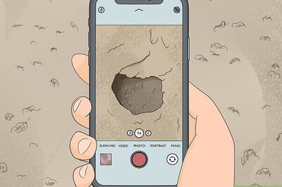 How to Report a Rat Infestation