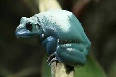 The heat is on the amphibians