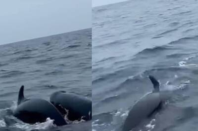 Solo Rower Gets Surrounded By Group Of Atlantic Whales, Terrifying Video Goes Viral