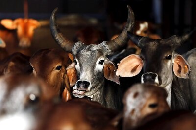 HC to Pronounce Verdict on Maharashtra's Beef Ban Today
