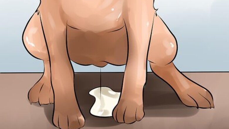 How to Spot Bladder Infection Symptoms in a Dog