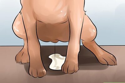 How to Spot Bladder Infection Symptoms in a Dog