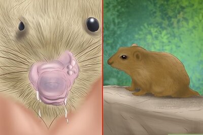 How to Treat Respiratory Problems in Gerbils