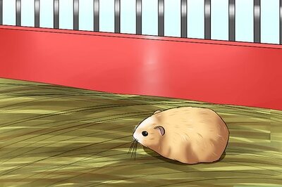 How to Tame a Dwarf Hamster
