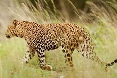 Desist from spreading rumours about the leopard, appeals District authorities