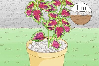 How to Stop Squirrels from Digging in Flower Pots