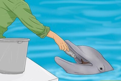 How to Become a Dolphin Trainer