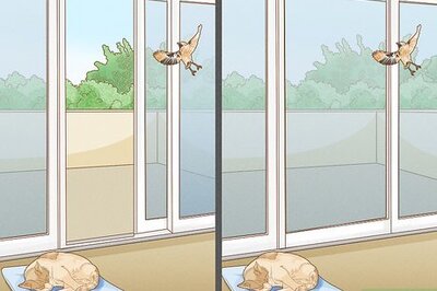How to Chase a Bird out of an Enclosed Porch or a House
