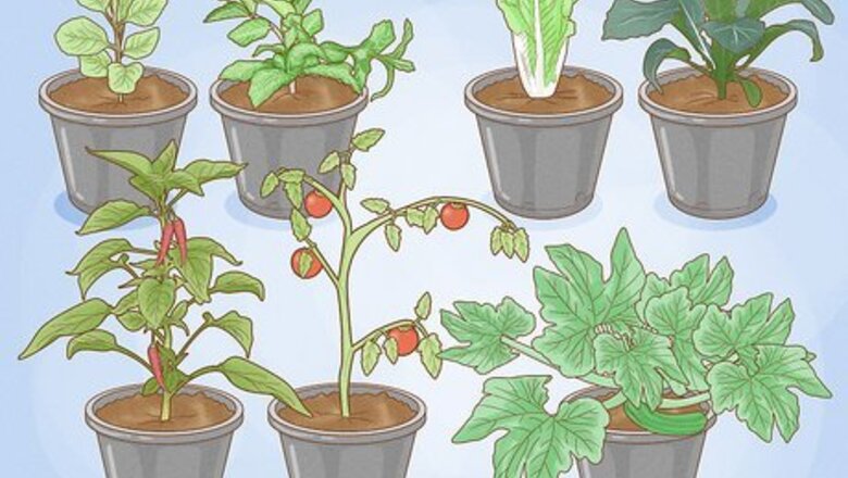 How to Grow a Container Garden