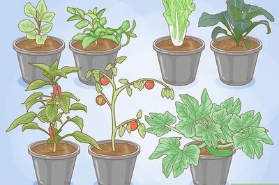 How to Grow a Container Garden