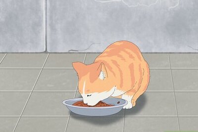 How to Trap a Feral Cat