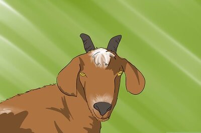 How to Harvest Cashmere