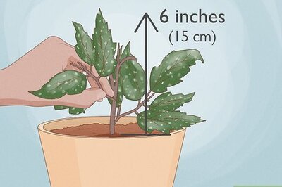 How to Prune Begonias