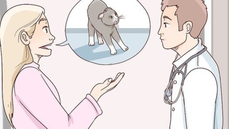 How to Train a Cat to Stop Fearing Sudden Movements