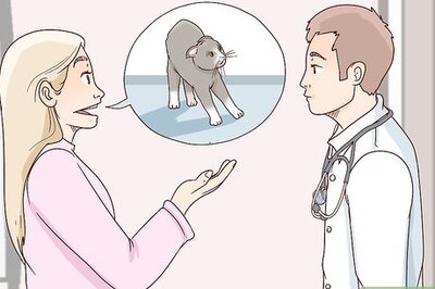 How to Train a Cat to Stop Fearing Sudden Movements