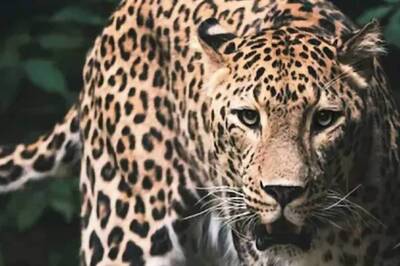 6 Days After Leopard Killed 5-year-old In Shimla, There's Still No Trace Of It